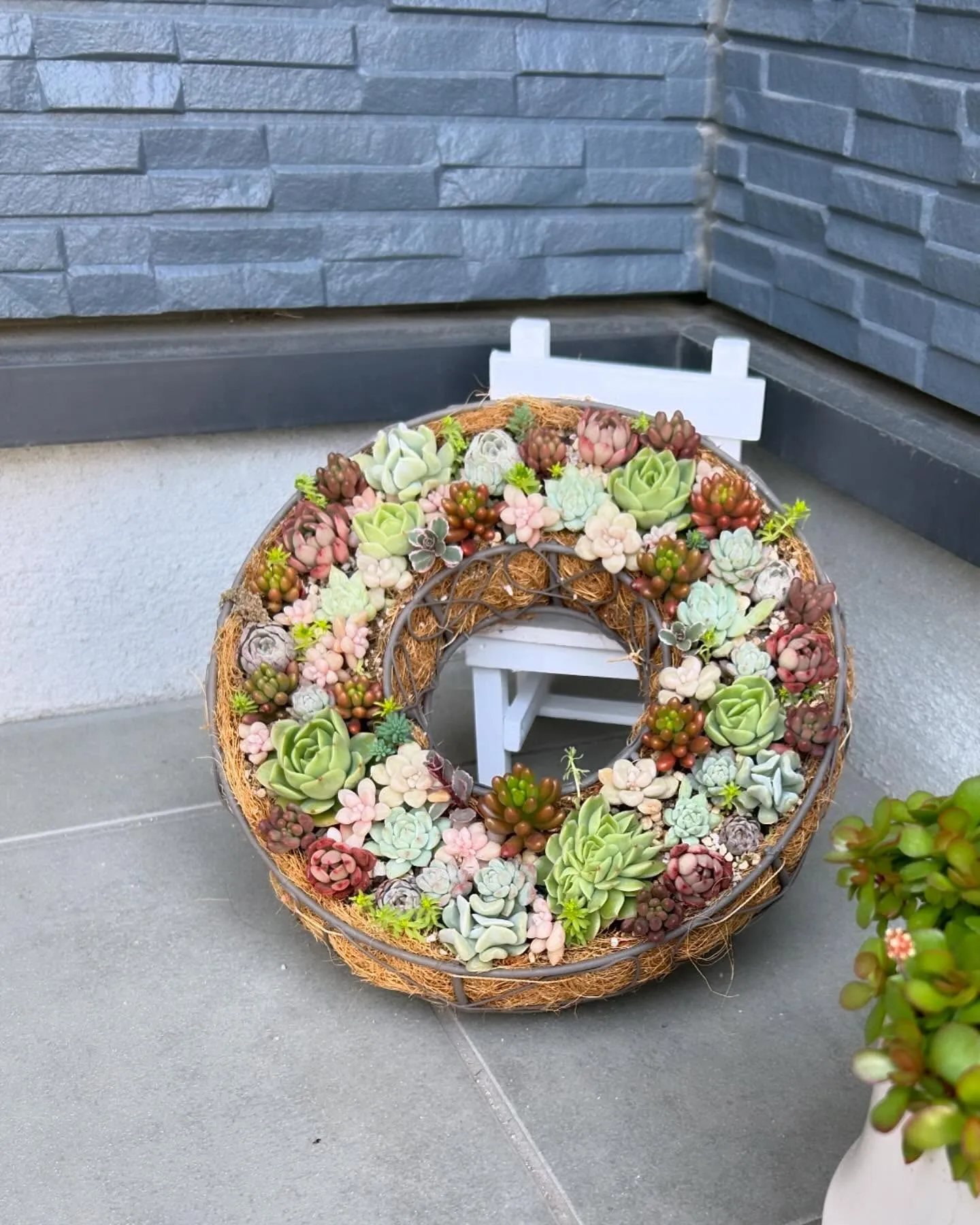 サロン入り口の多肉植物🌱