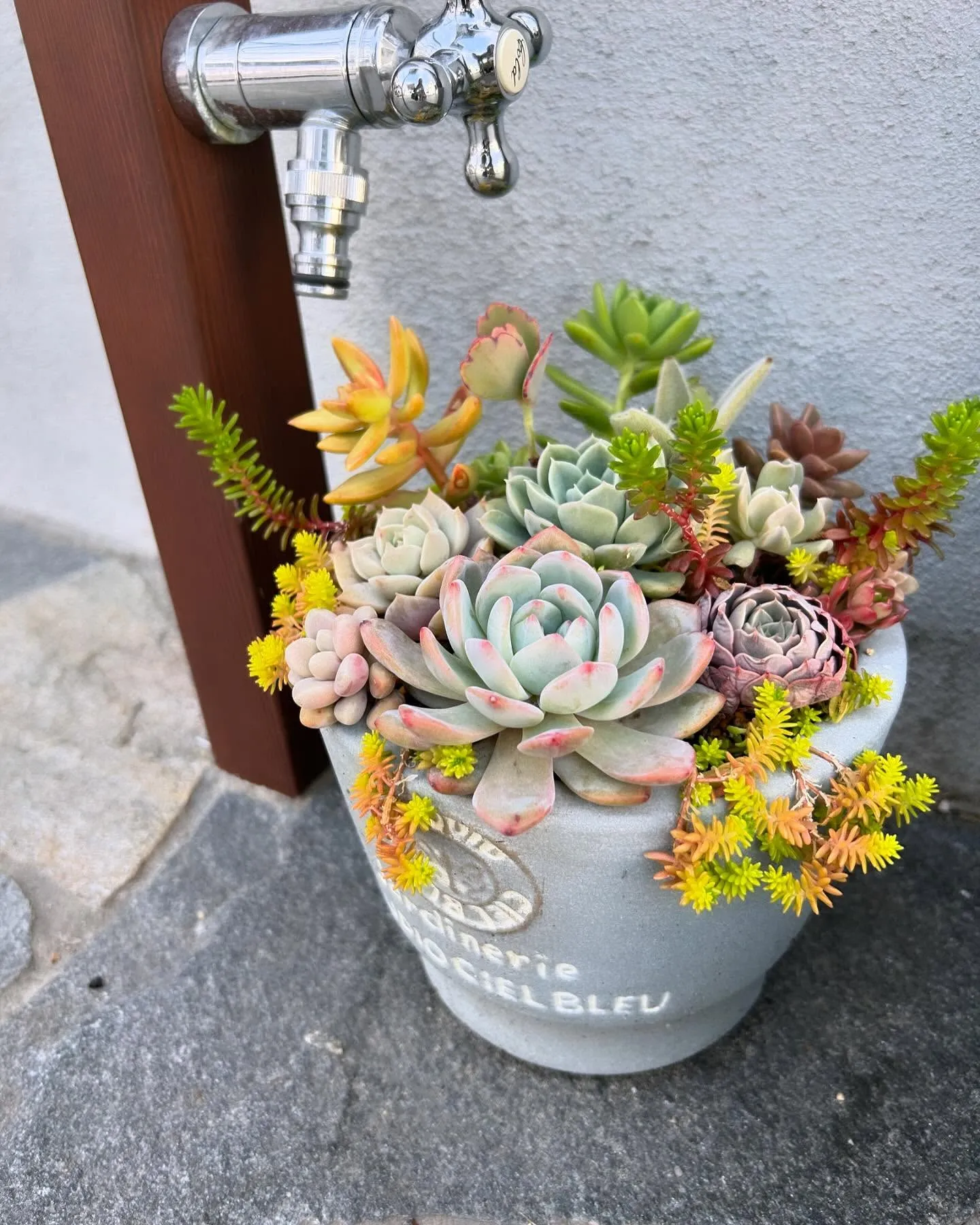 サロン入り口の多肉植物🌱