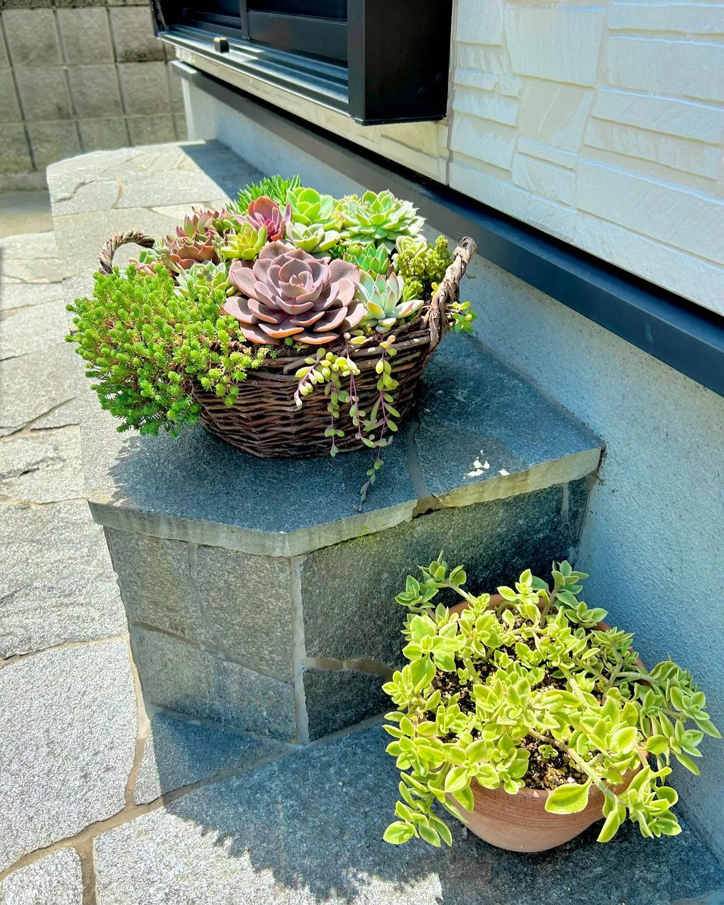 多肉植物の寄せ植え☘️