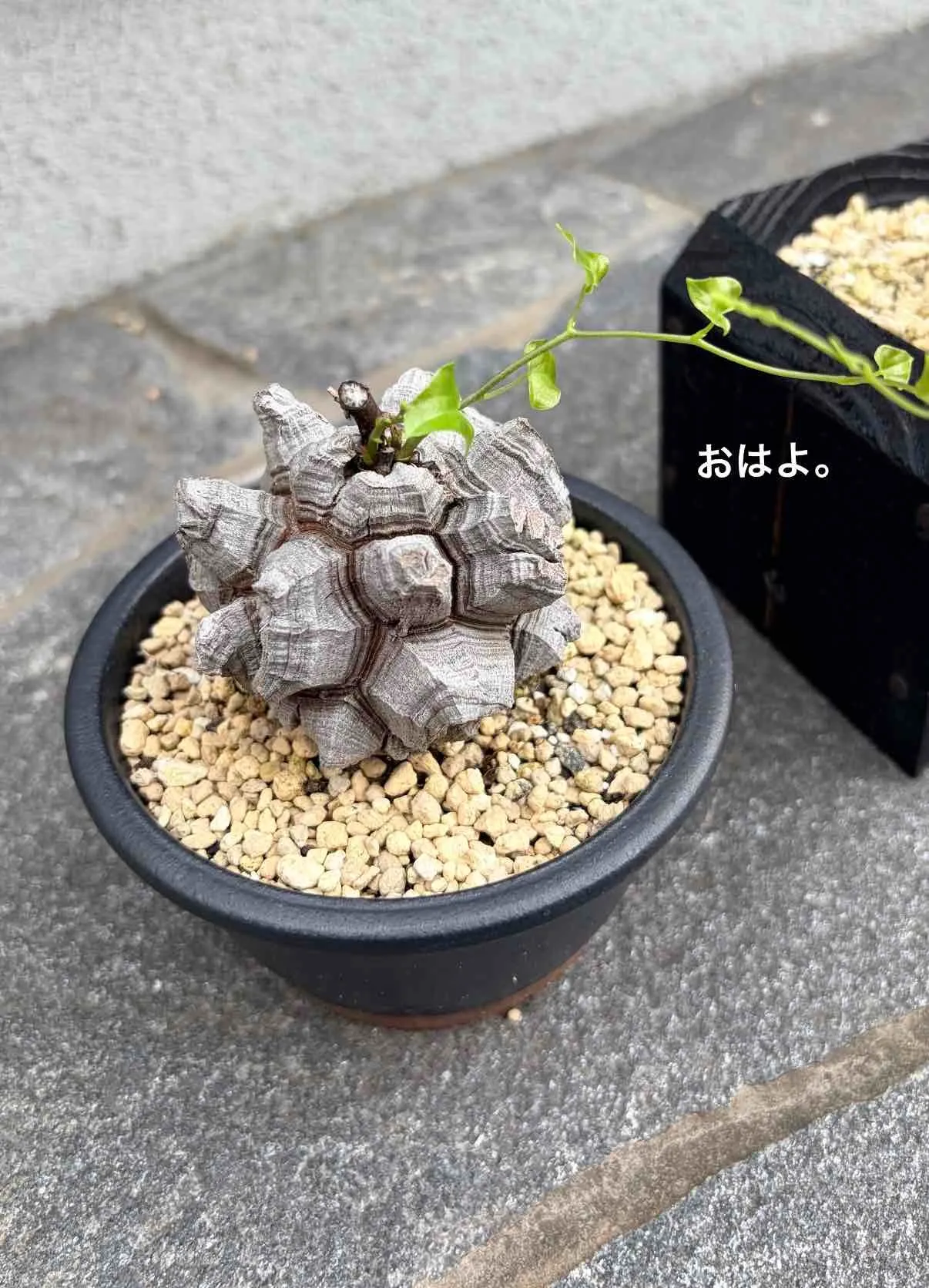 季節の変わり目はホルモンバランスと自律神経の乱れが気になります